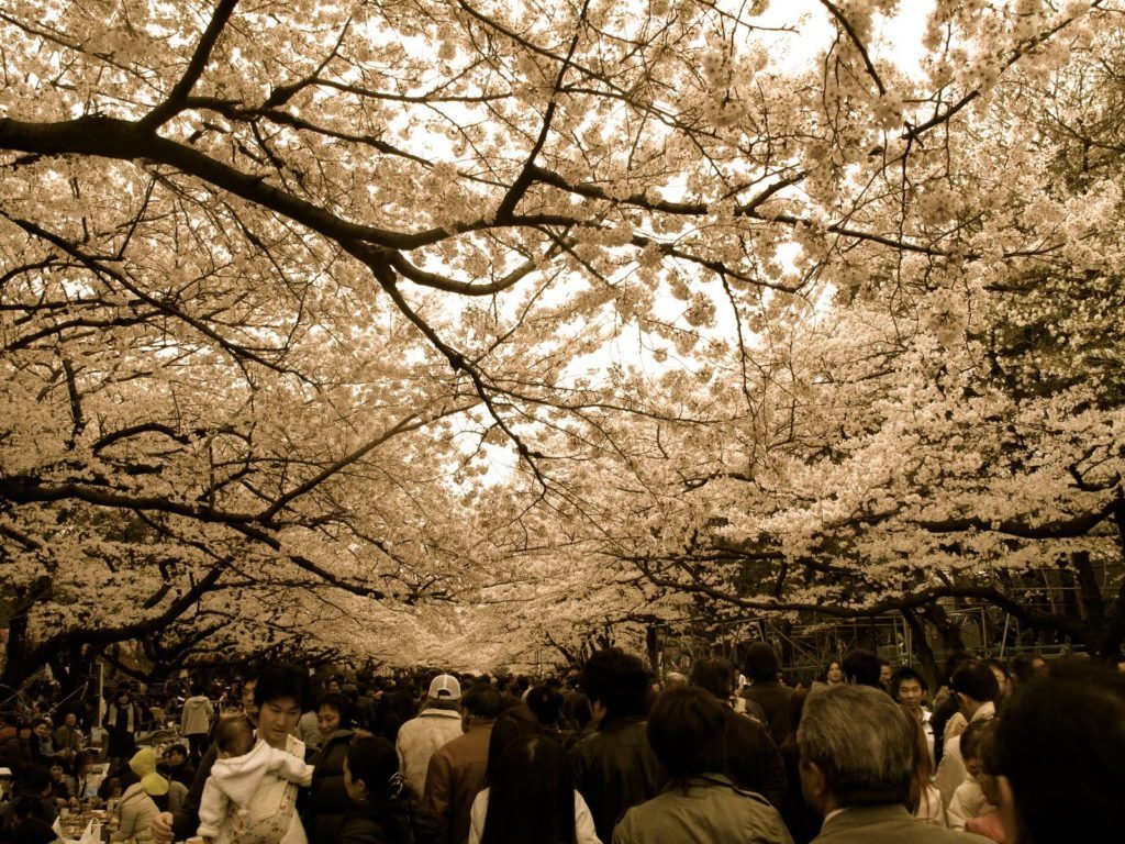 Tokyo Sakura 1