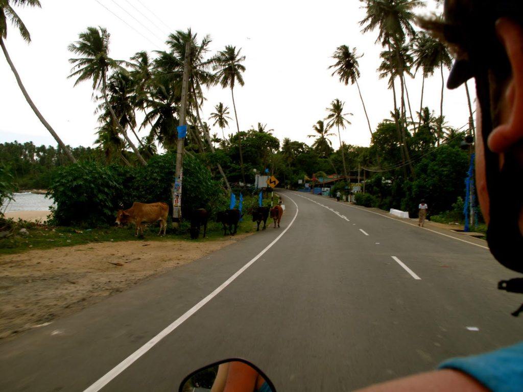 motorbiking-in-sri-lanka-3