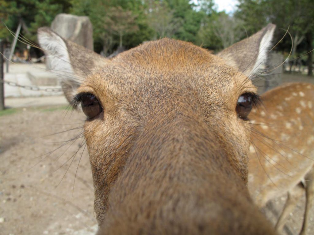 nara-japan-3