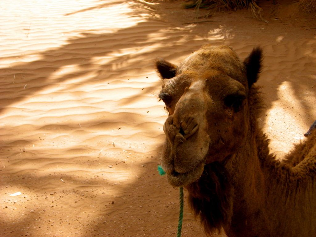 sahara-desert-morocco-1