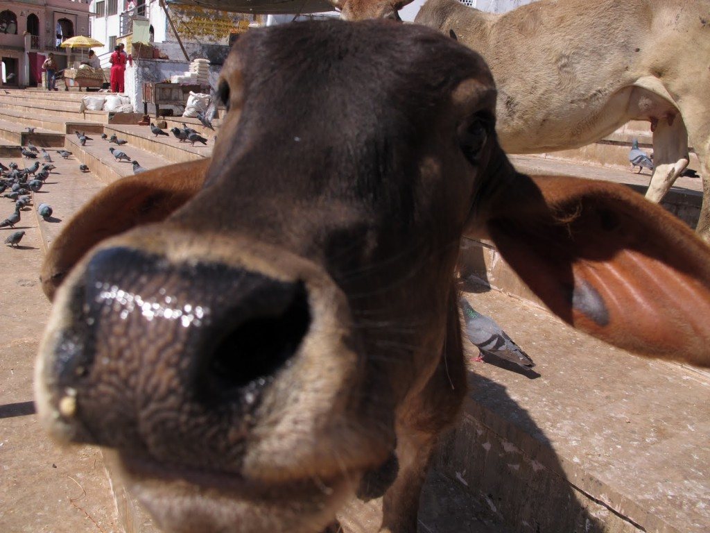 Cows in India 1