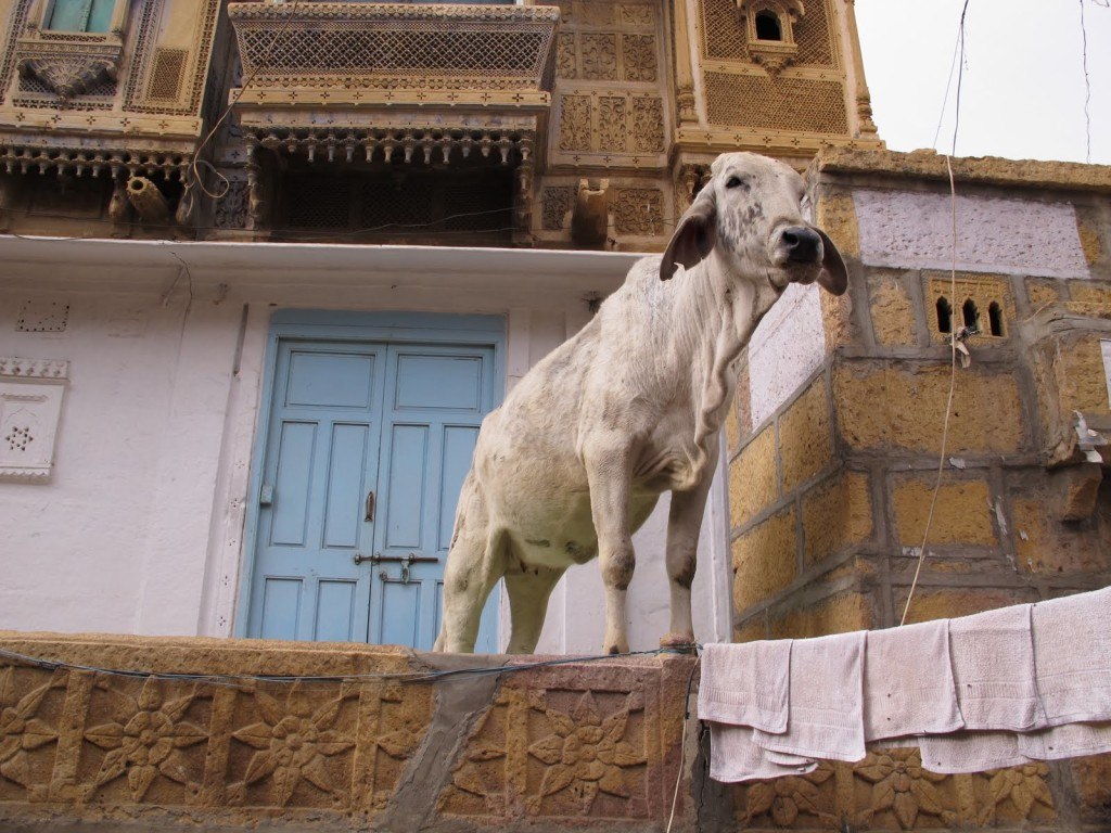 Cows in India 2