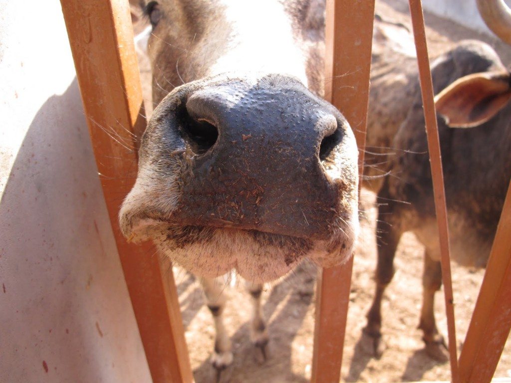 Cows in India 3