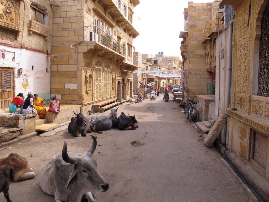 Cows in India 4