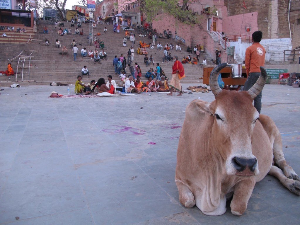 Cows in India 5