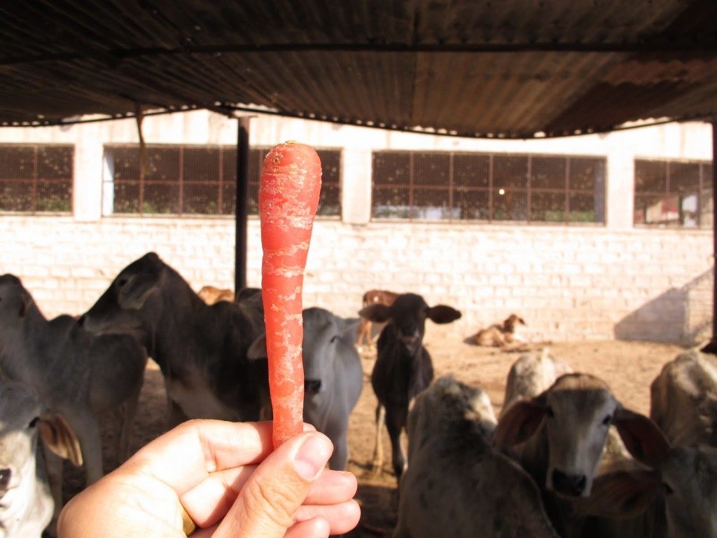 Cows in India 7