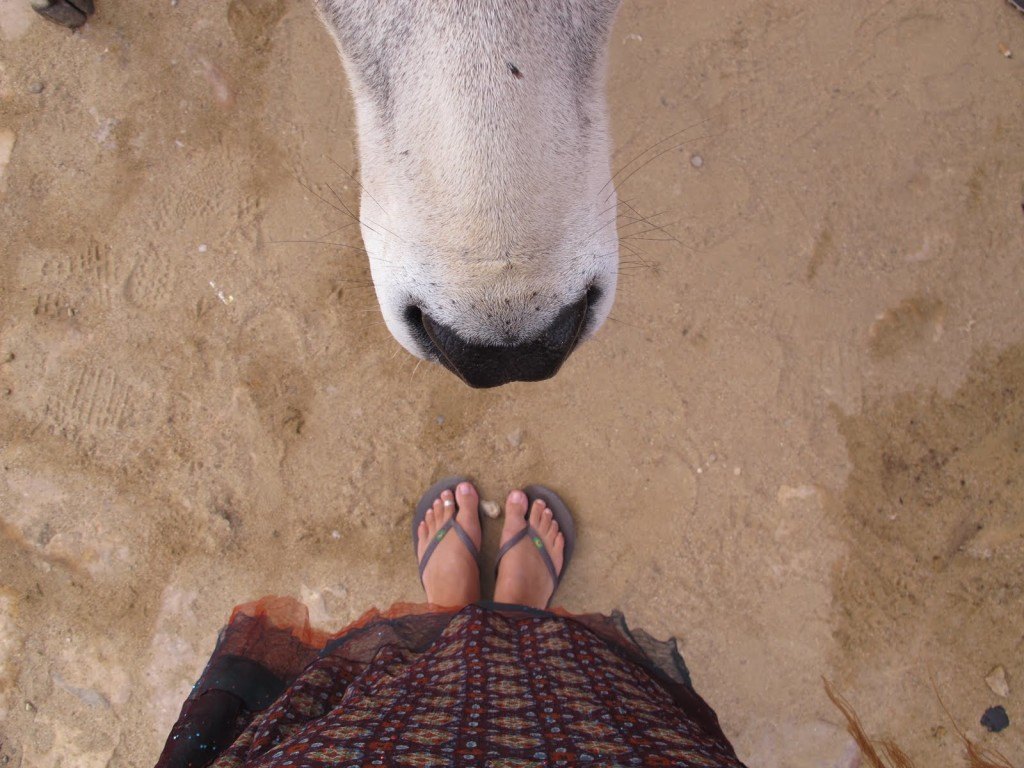 Cows in India 8