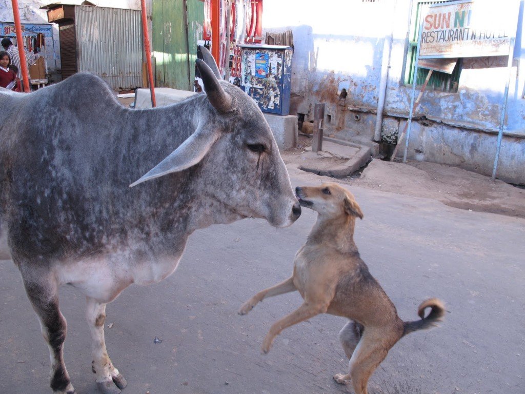 Pushkar India 5