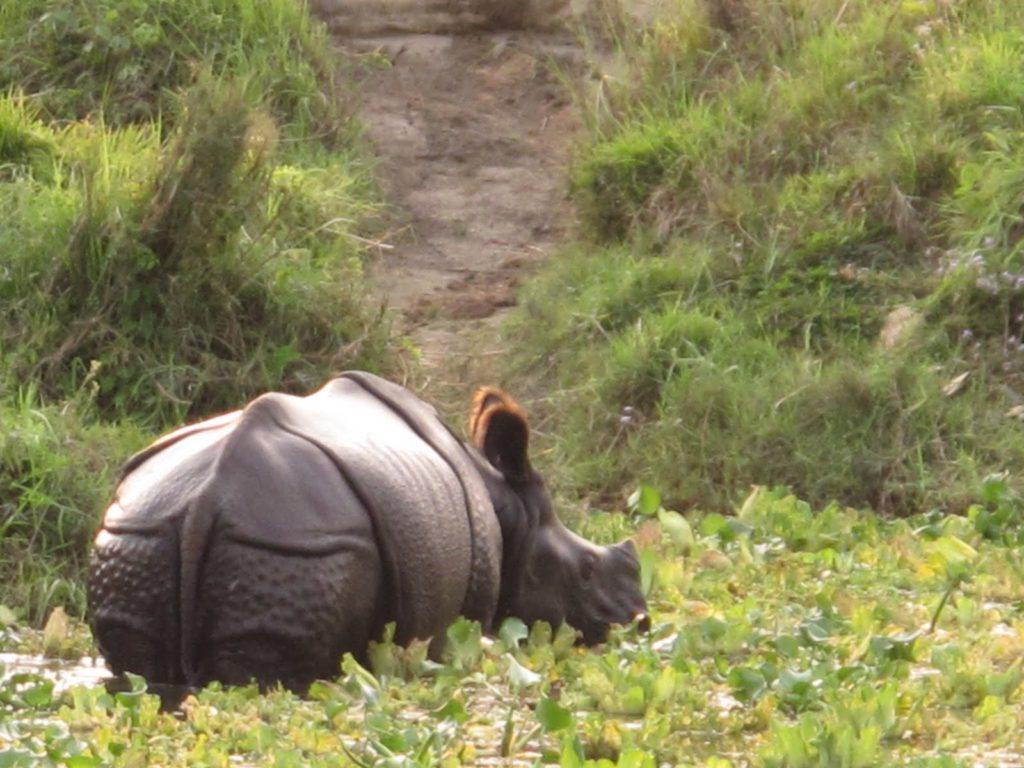 chitwan-national-park-2