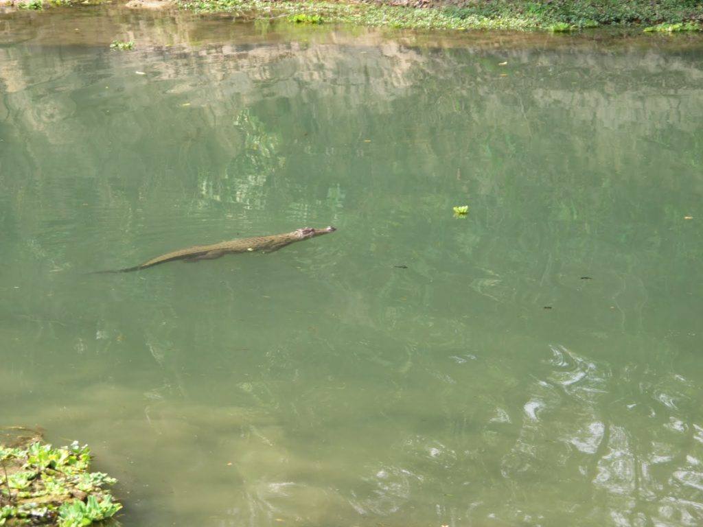 chitwan-national-park-3