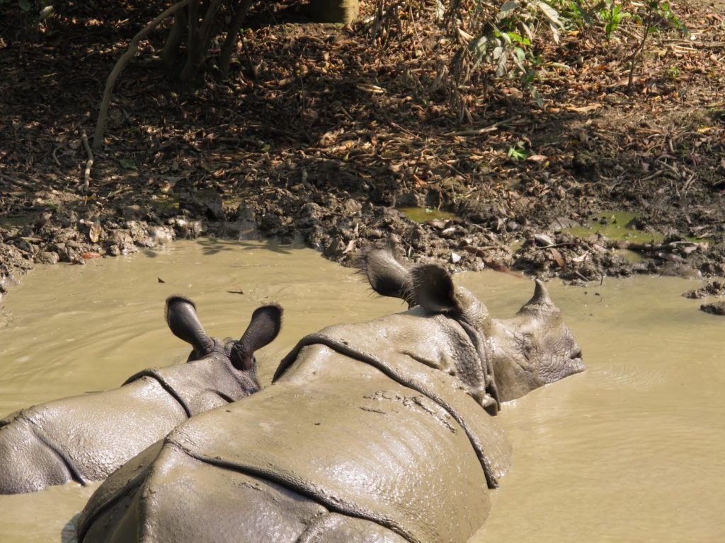 chitwan-national-park-4