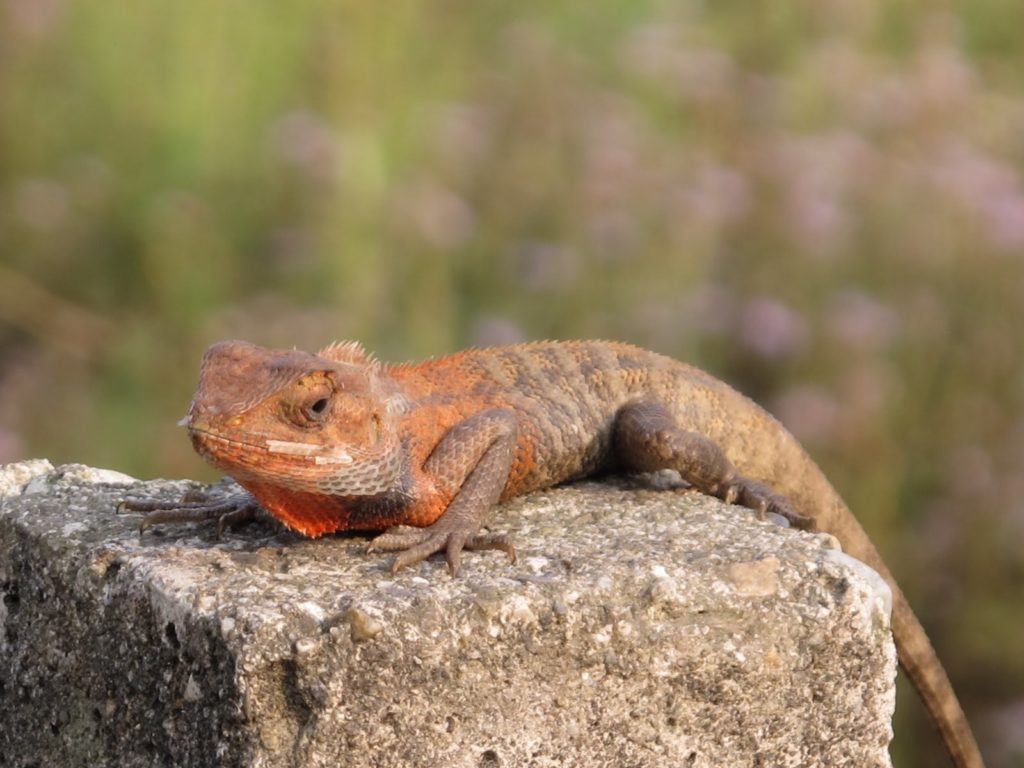 chitwan-national-park-6