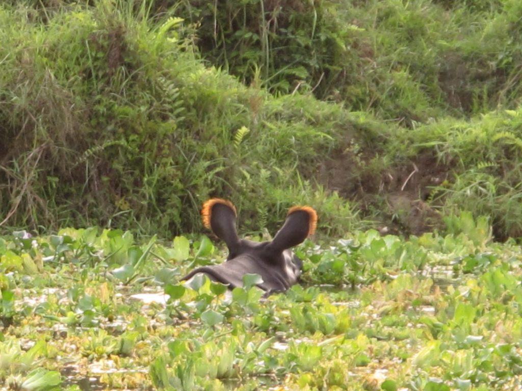 chitwan-national-park-7