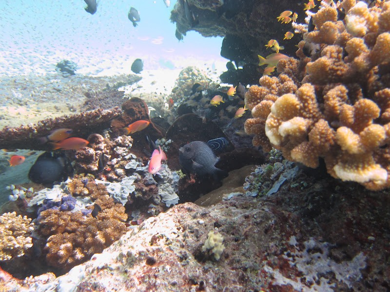 Diving in Indonesia
