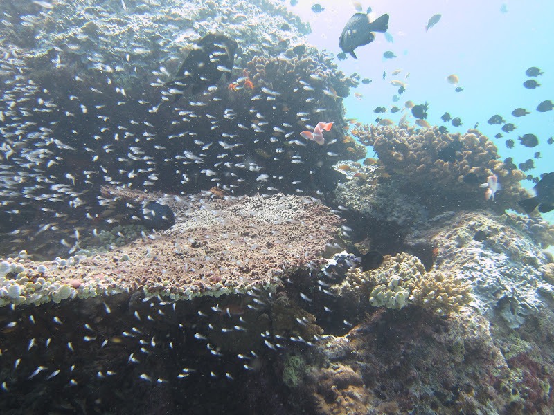 Diving in Indonesia 2