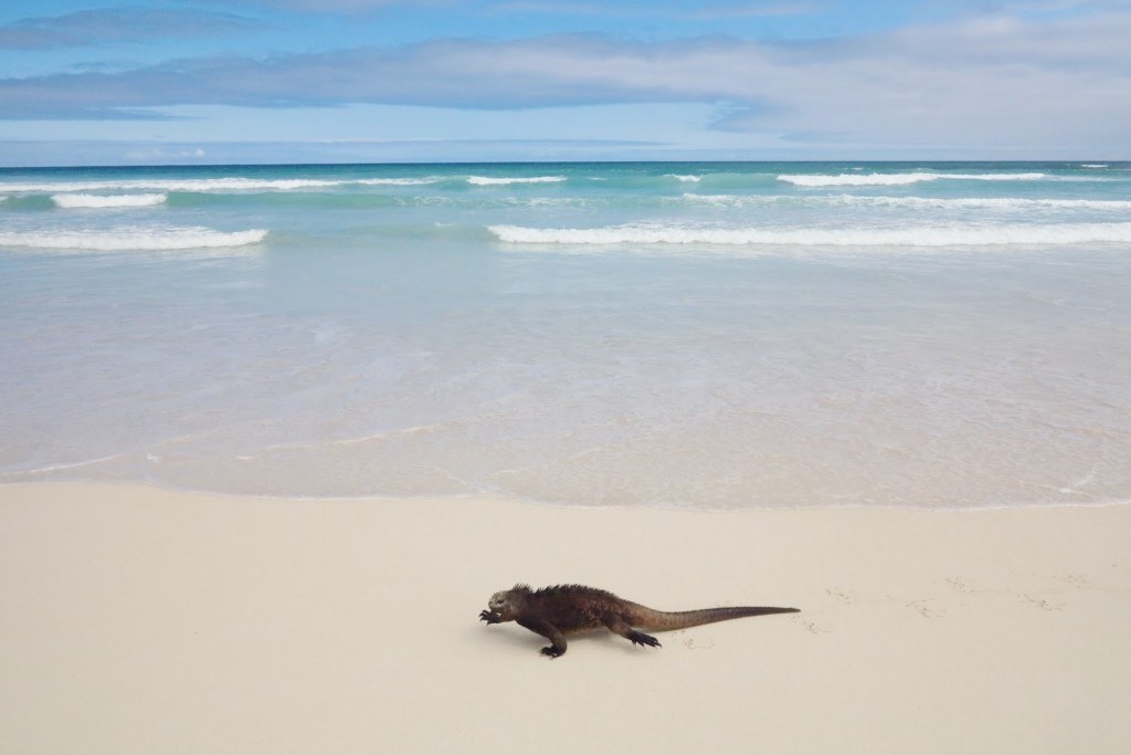 Animals of the Galapagos 1