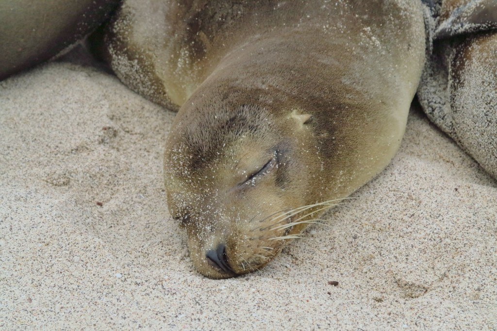 Animals of the Galapagos 10