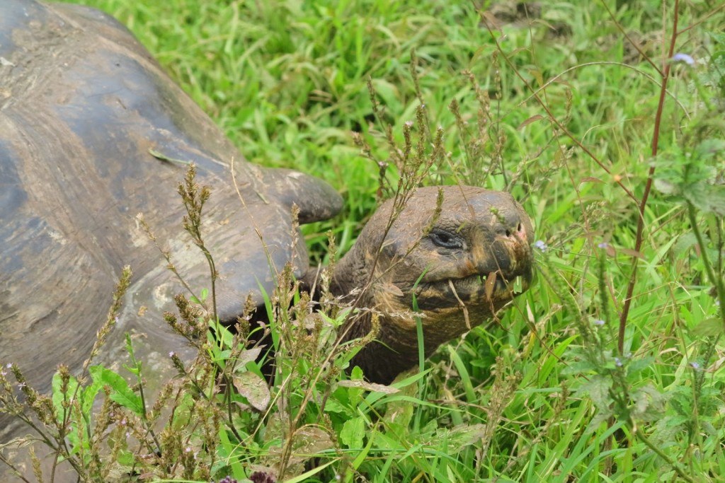 Animals of the Galapagos 2