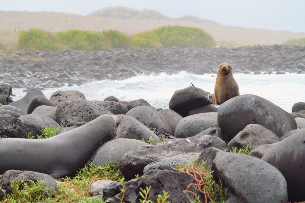 Animals of the Galapagos 3