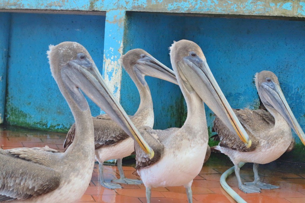 Animals of the Galapagos 4