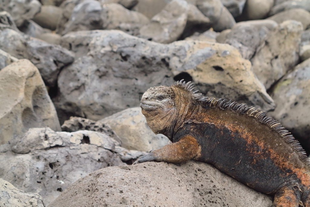 Animals of the Galapagos 5