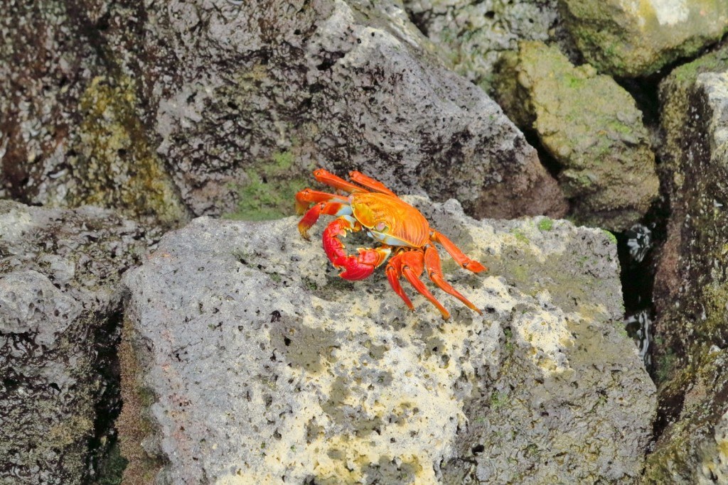 Animals of the Galapagos 6