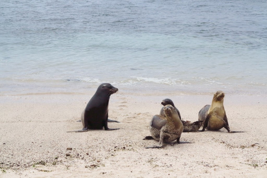 Animals of the Galapagos 7