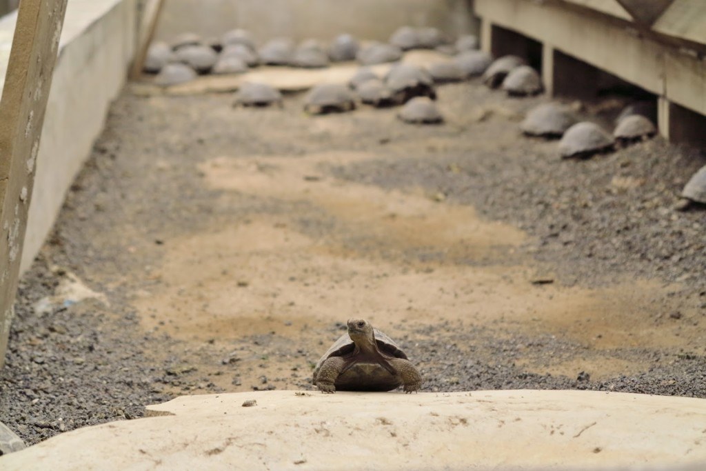 Animals of the Galapagos 8