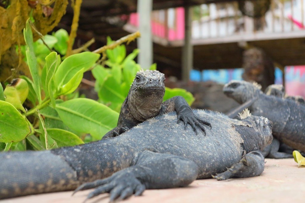 Animals of the Galapagos 9