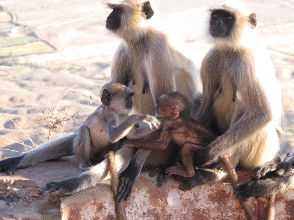 sunrise-in-pushkar-india-10