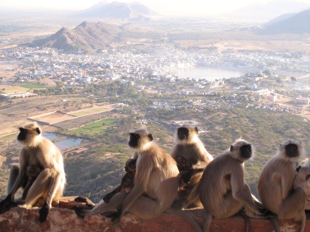 sunrise-in-pushkar-india-6