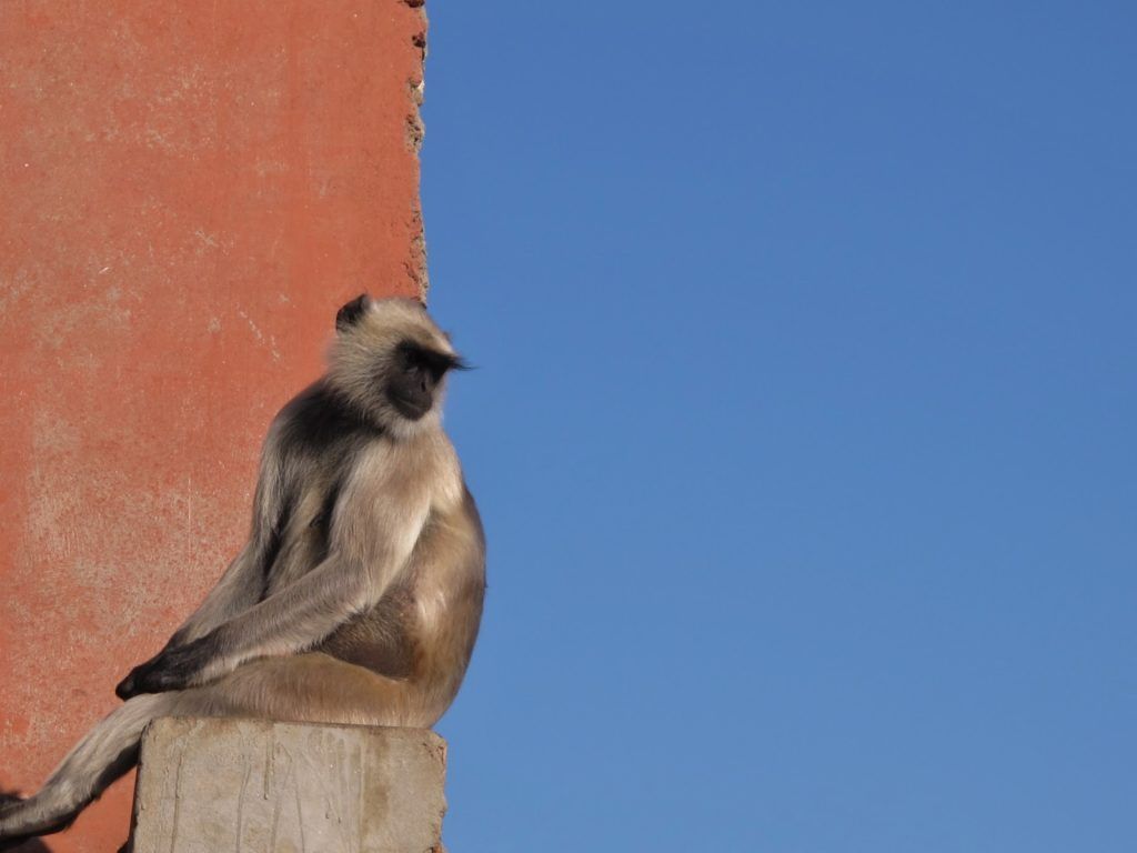 sunrise-in-pushkar-india-8