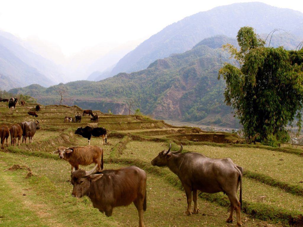 hiking-in-nepal