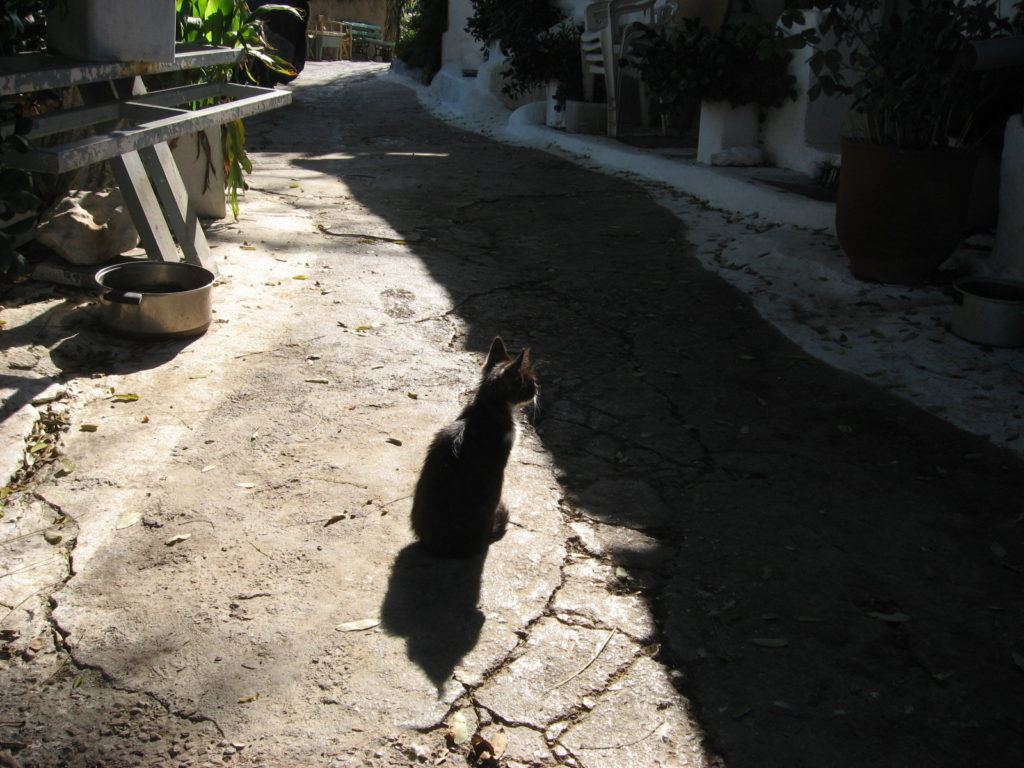 athens-cat