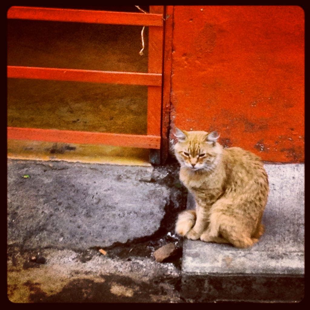 salento-cat