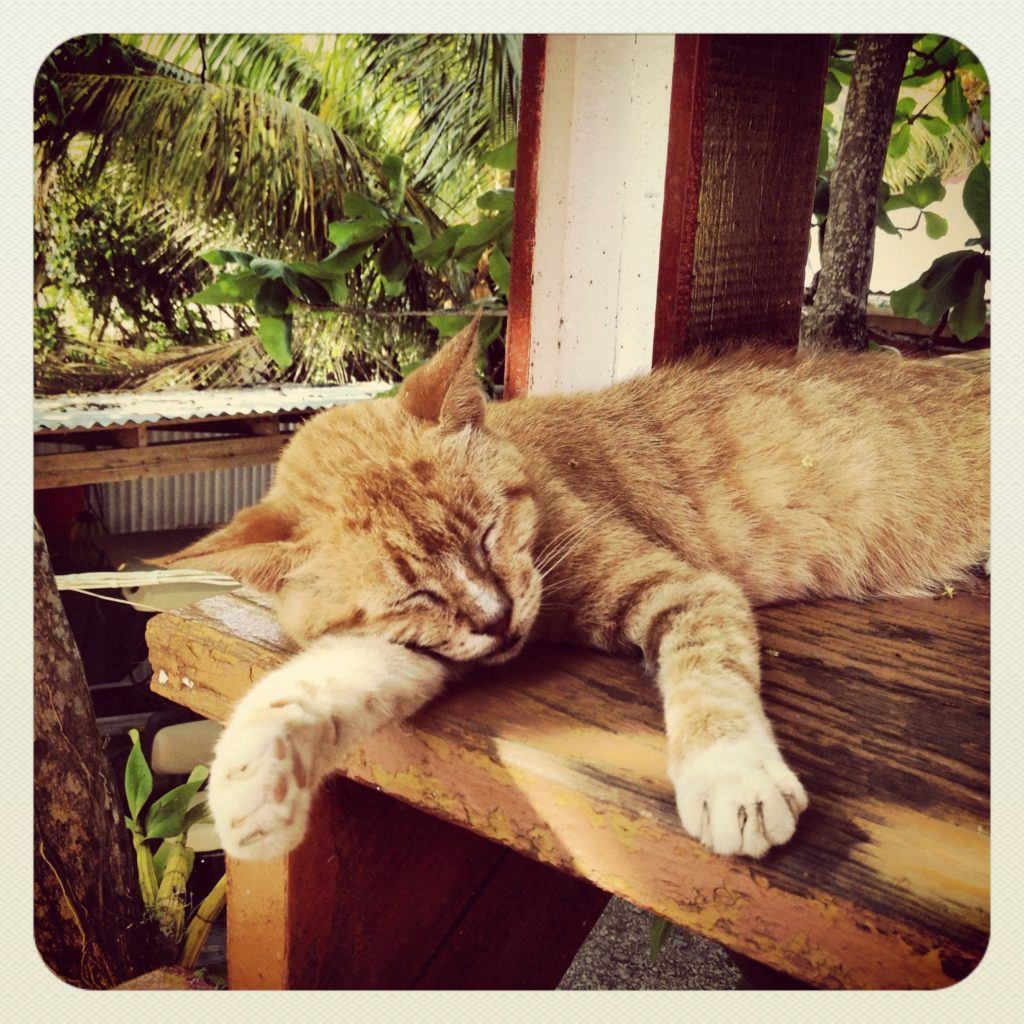 utila-cat