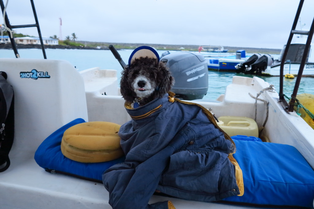 Galapagos Dog