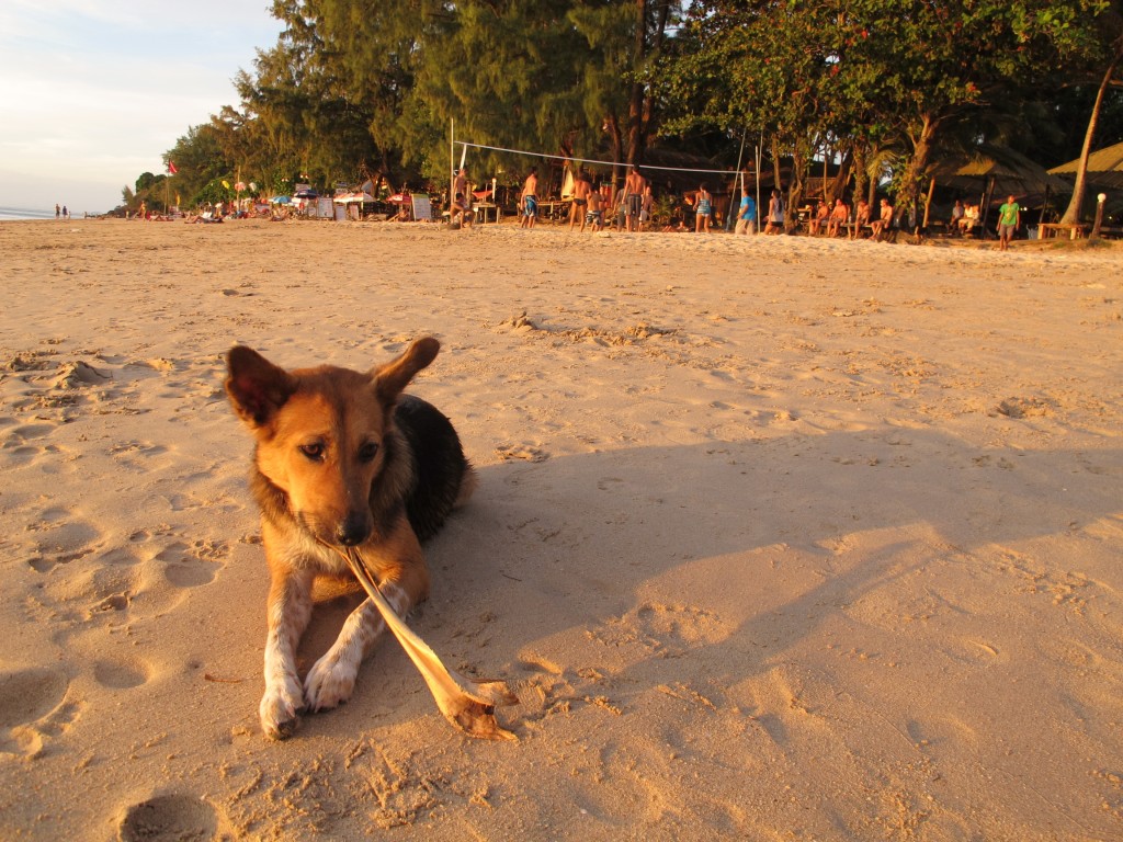 Koh Lanta Dog