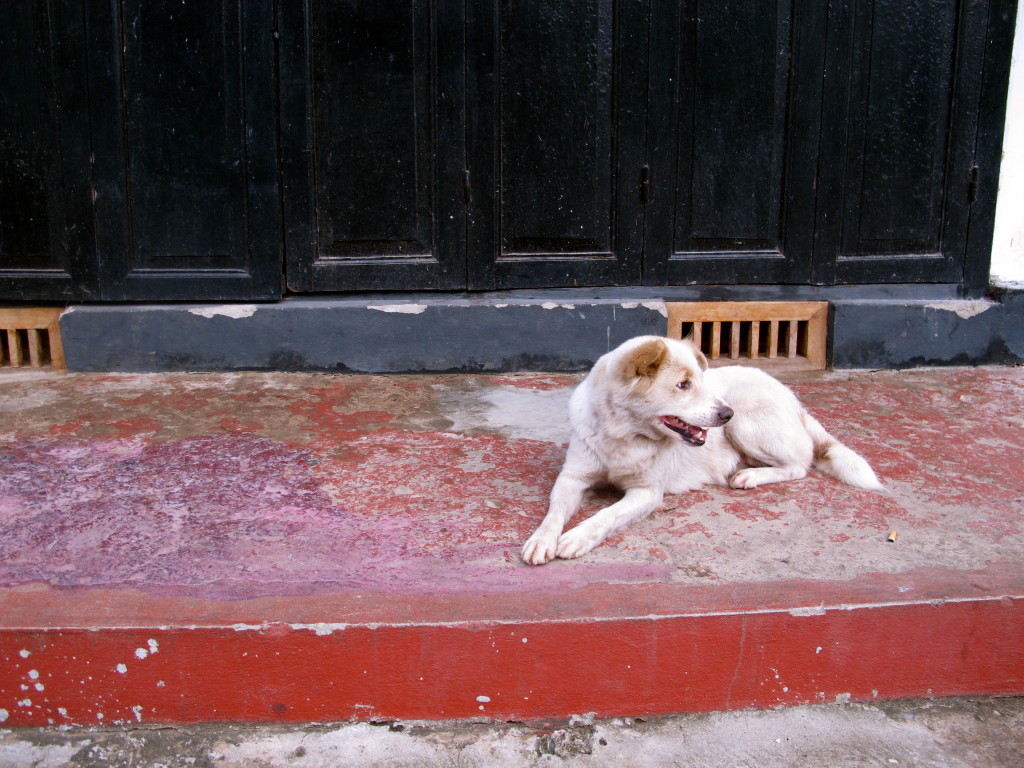Luang Prabang Dog