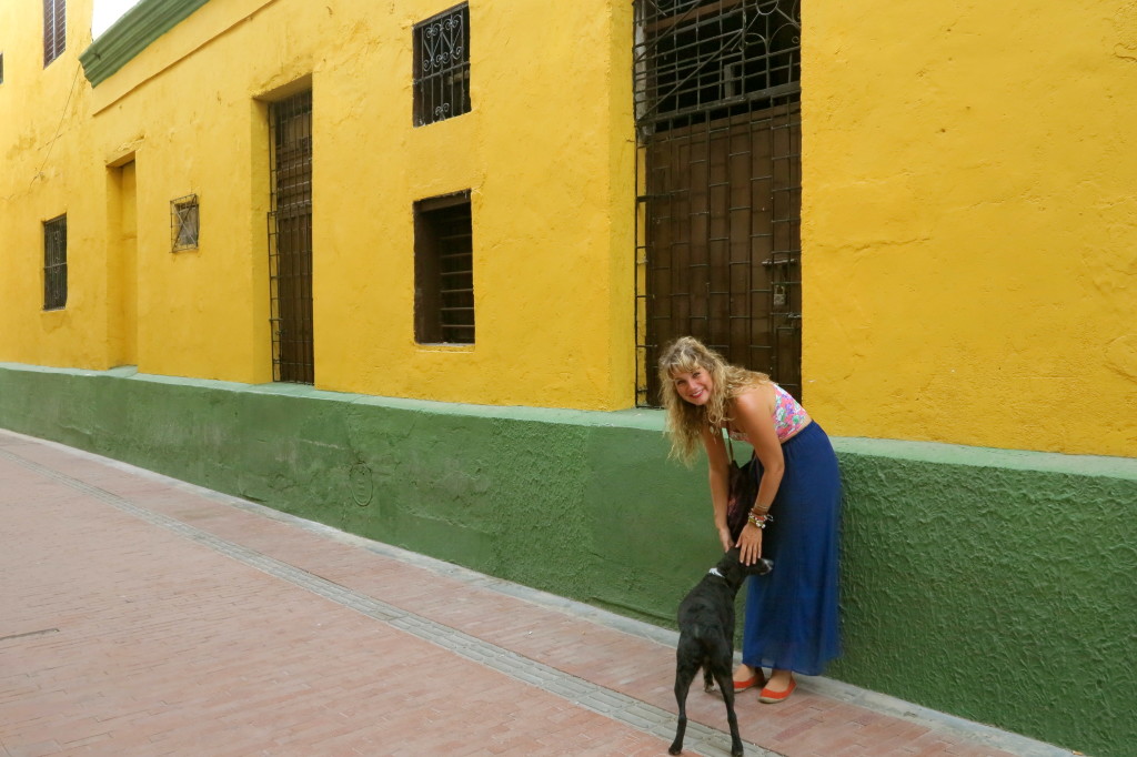 Santa Marta Dog