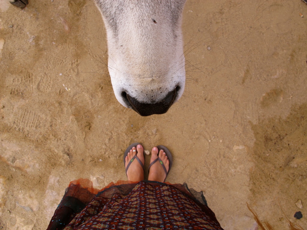 Cows in India