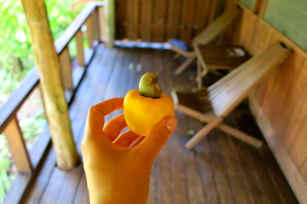 Belize Cashew Apple Fruit