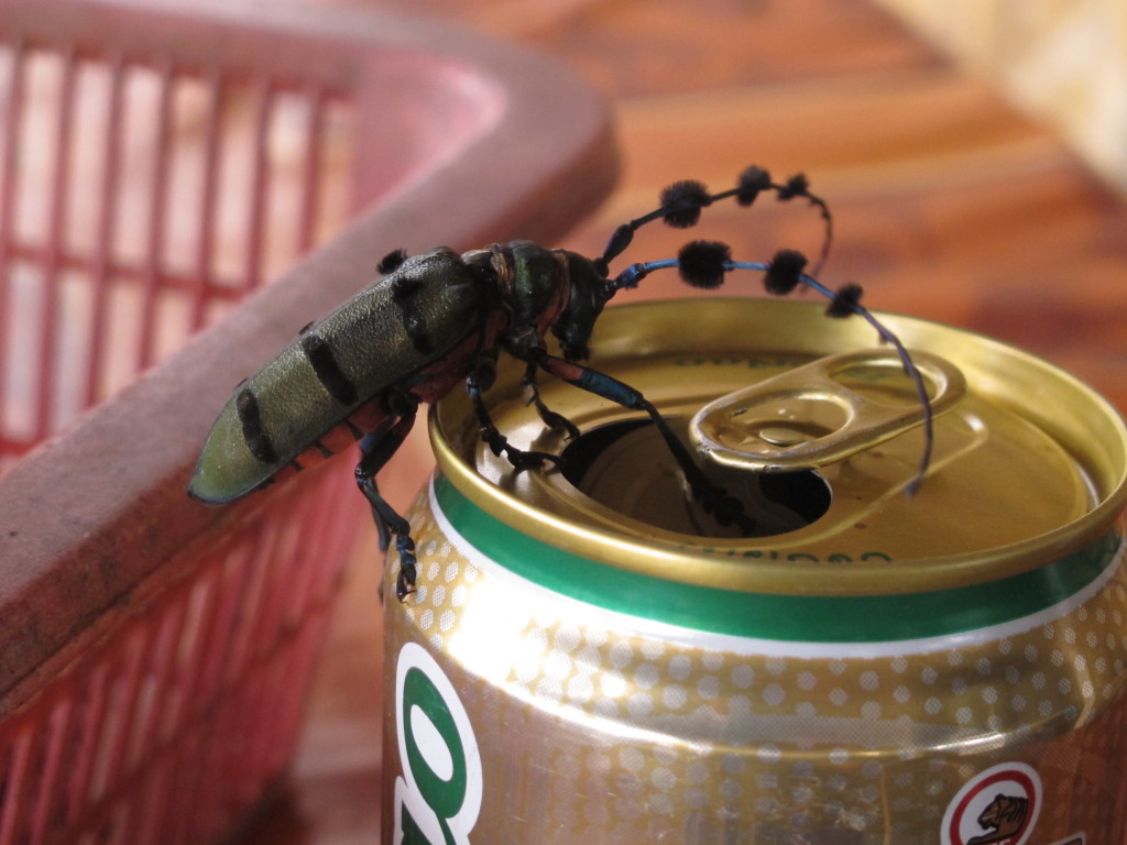 Laos bug
