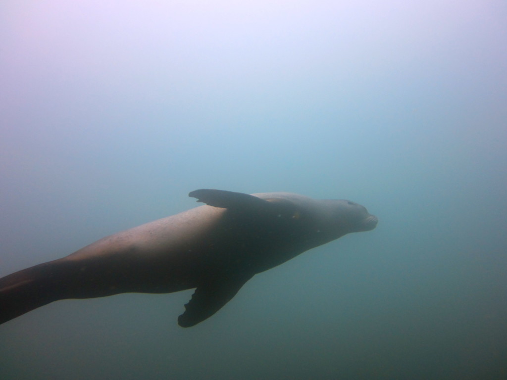 Galapagos Scuba Diving 1