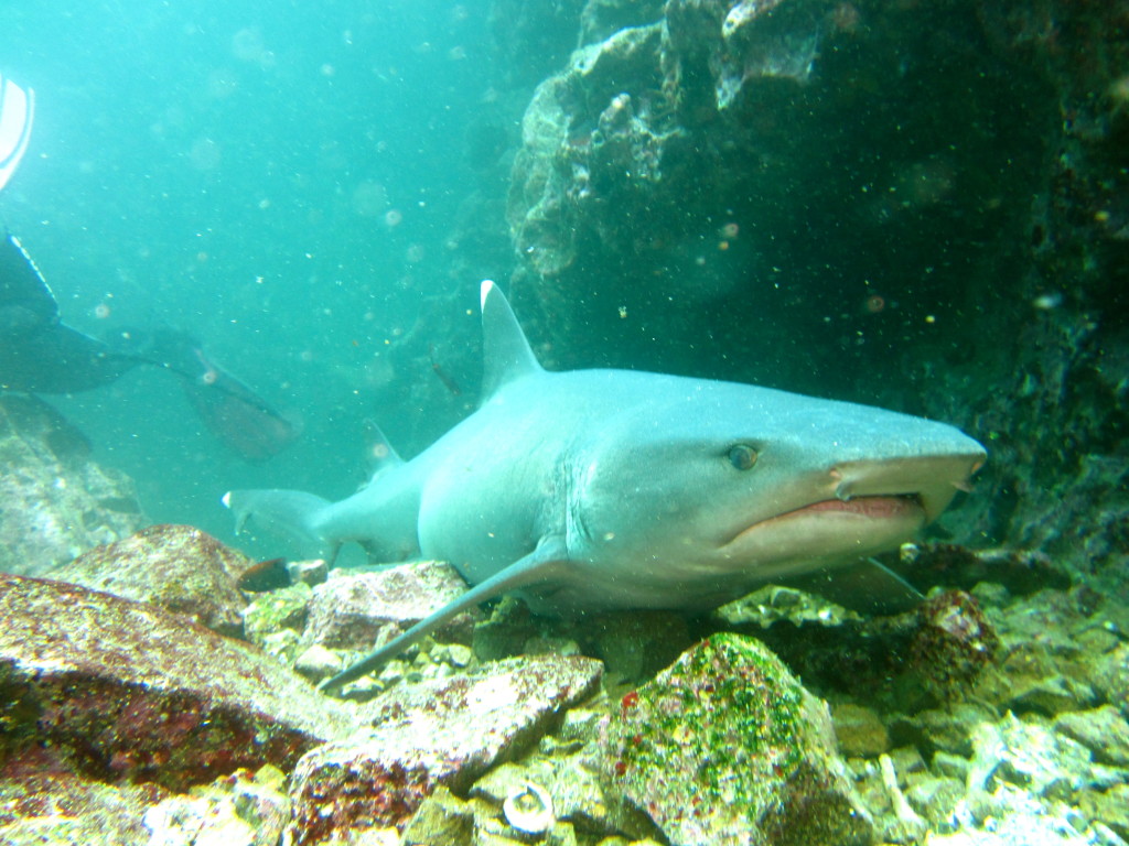 Galapagos Scuba Diving 3