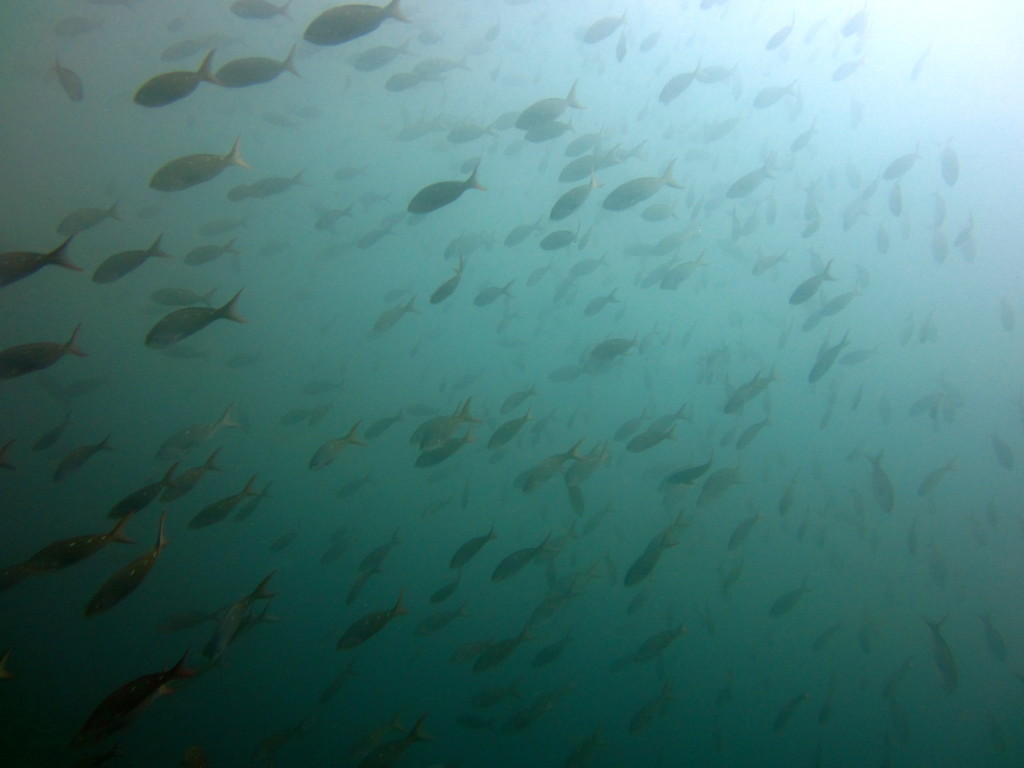Galapagos Scuba Diving 4