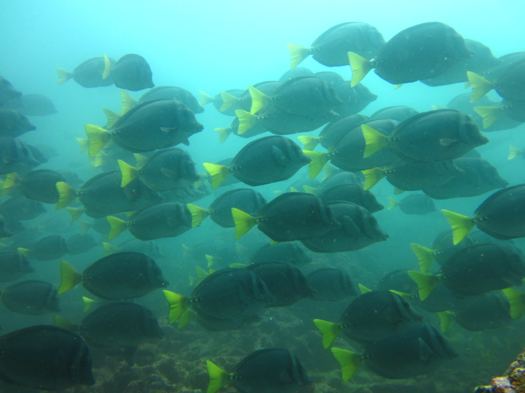 Galapagos Scuba Diving 5