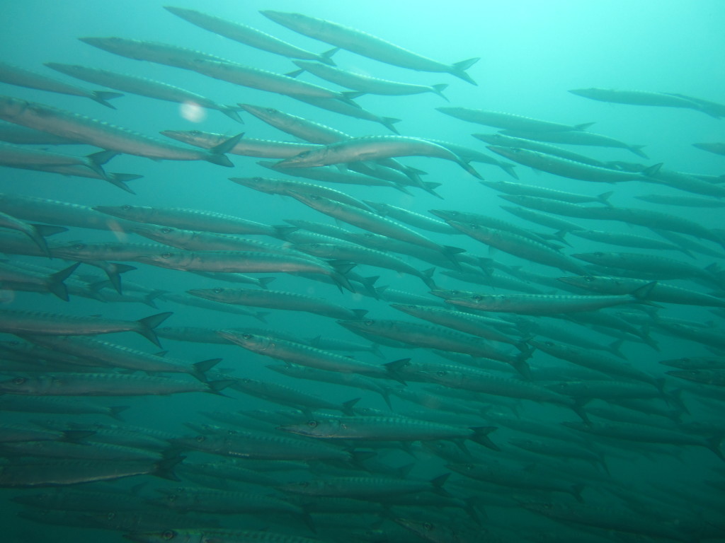 Galapagos Scuba Diving 7