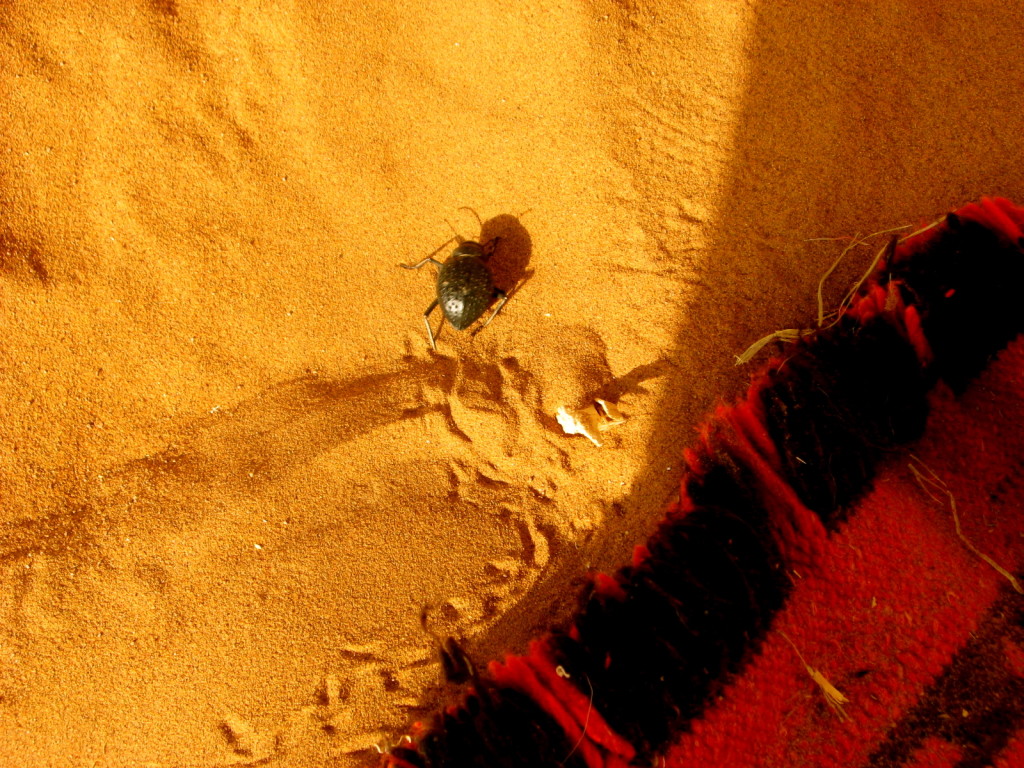Sahara Morocco 2