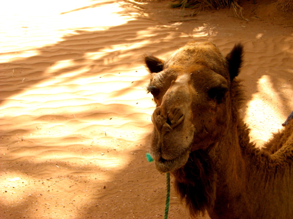 Sahara Morocco 5